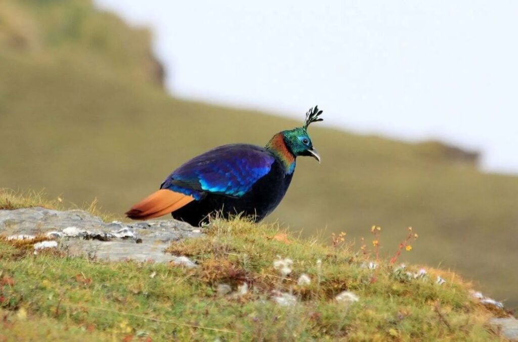 himalayan flora and fauna (image: animalia)